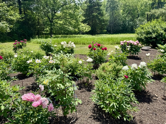Peony bed